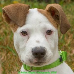 Meet your Posher, Art